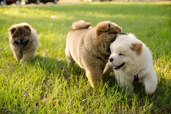 Como socializar um filhote de chow chow? Guia completo para criar um cão equilibrado e sociável