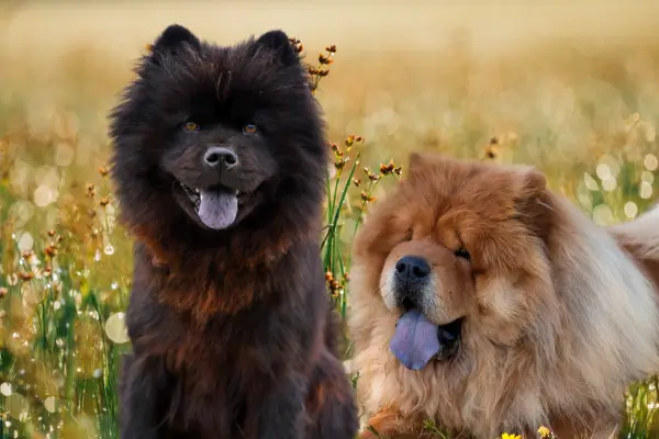 Você conhece os três tipos de chow chow?