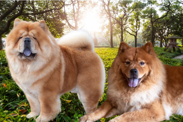 Chow chow Primitivo ou Chow chow Americano: qual escolher?