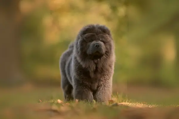 Chow Chow Azul: Um Mistério Encantador em Forma de Pelúcia
