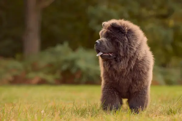 Chow chow, o cão silencioso.