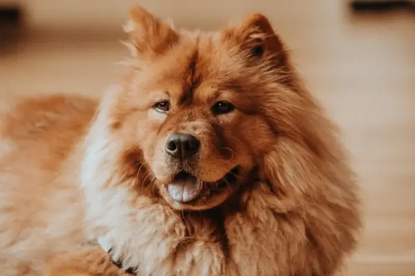 Como saber se seu chow chow é puro: características e sinais para identificar um cão de raça