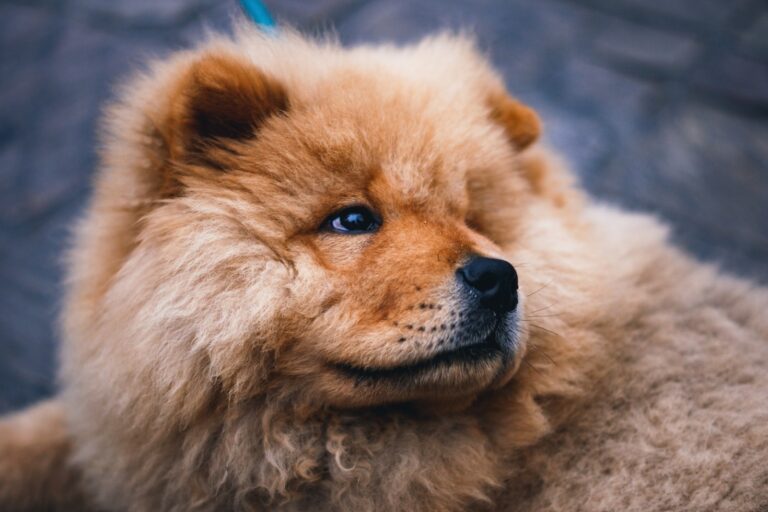 Quatro dicas para ter um chow chow feliz e saudável