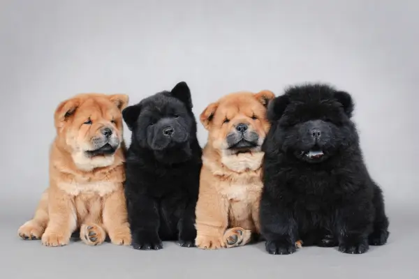 os mais lindos filhotes de chow chow