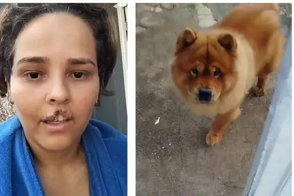 Ataque de chow chow