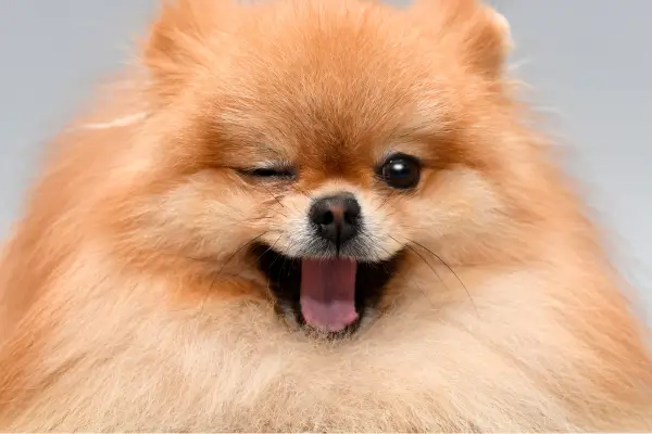 Cachorro para apartamento: como escolher o companheiro ideal para sua vida urbana