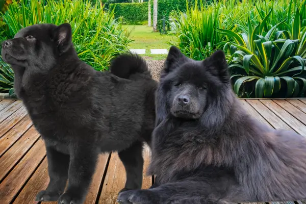 PELAGEM DO CHOW CHOW